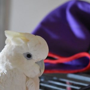 Ducorps Cockatoo, Bird Wrap, Wrapsio Bird Wrap