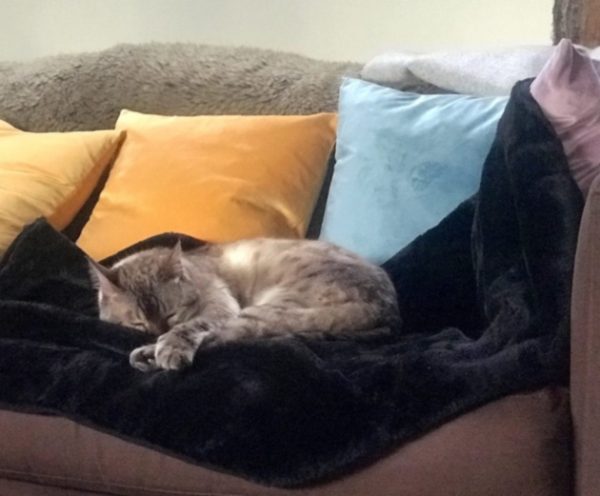 Cat sleeping on Faux Fur Wrapsio
