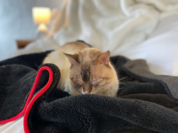 Cat asleep on faux fur Wrapsio